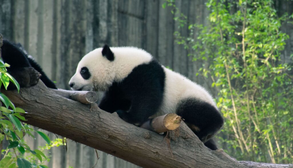 Chengdu Research Base of Giant Panda Breeding